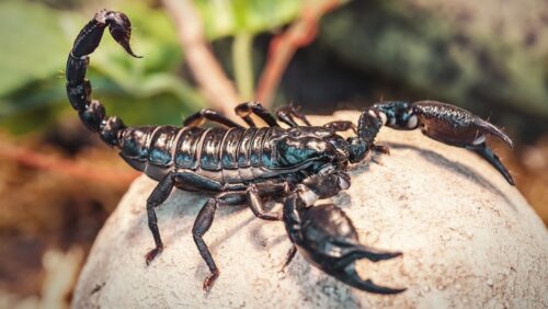 Les scorpions font partie de la même classe que les araignées. Vrai ou Faux ? 