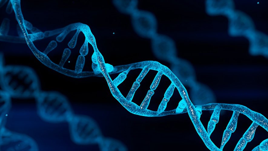 Combien de chromosomes l’Homme possède-t-il ? 