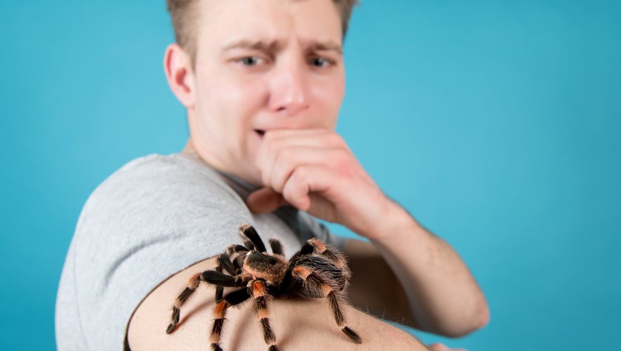 Quel est le nom donné à la peur des araignées ? 