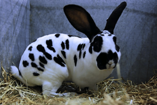 Quel est le nom de cette variété de lapin français ? Race de lapin
