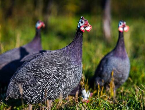 Comment s’appelle cet animal que l'on retrouve à la ferme ? 