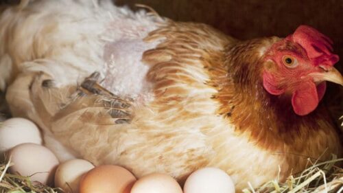 Combien de temps une poule couve-t-elle ses œufs ? 