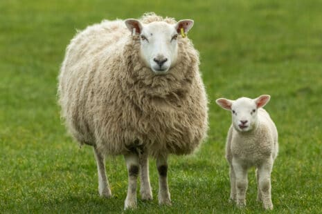 En moyenne, combien de kilos de laine un mouton produit-il par tonte ? 