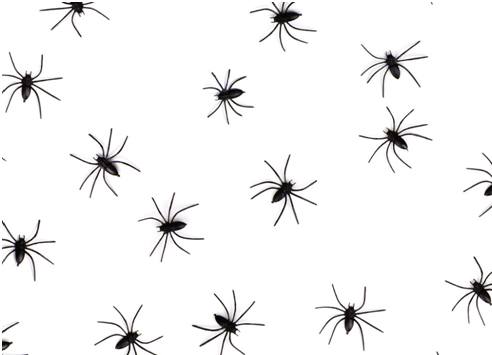Pour la plupart des espèces, les araignées sont solitaires. Vrai ou faux ? 