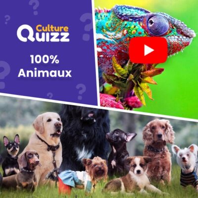 Question sur les animaux - Quiz video