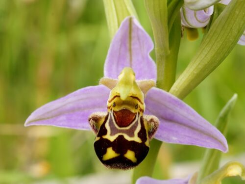 Comment s’appelle cette variété d’orchidée ? 