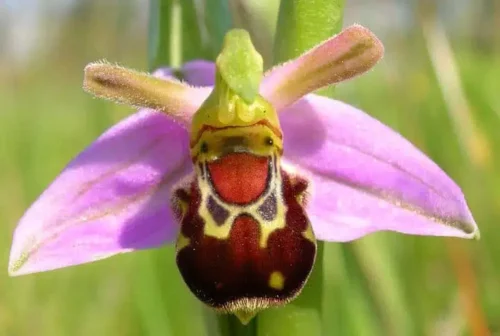 Comment s’appelle cette variété d’orchidée ? 