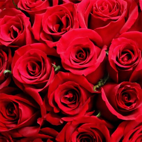 Quelle est la signification de la rose rouge dans le langage des fleurs ? 