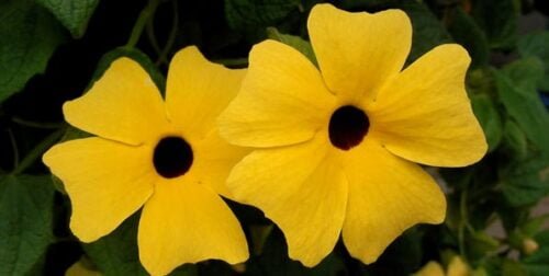 Comment s’appelle cette fleur généralement jaune ou pourpre aux yeux noirs ? 