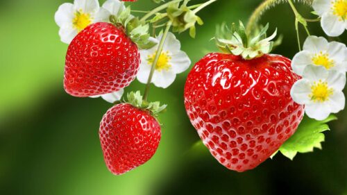Comment dit-on une fraise en anglais ? 