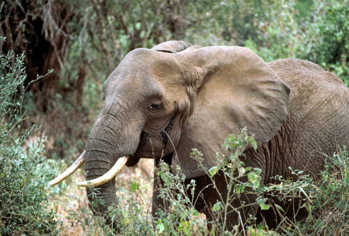 L’éléphant est le mammifère terrestre le plus lourd actuellement sur Terre. Vrai ou faux ? 