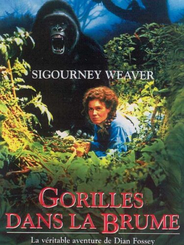 Affiche Gorilles dans la Brume