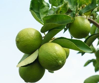 Comment dit-on un citron vert en anglais ? Citron vert
