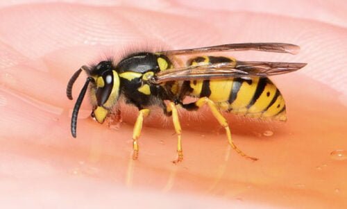 Le hanneton est un insecte qui ressemble à une grosse guêpe. Vrai ou faux ? Guêpe