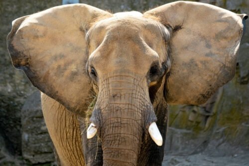 L’éléphant d’Afrique est plus grand que l’éléphant d’Asie. Vrai ou faux ? 