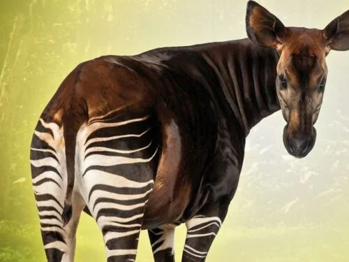Cet animal n’existe pas, il s’agit d’un photomontage entre un cheval et un zèbre. Vrai ou faux ? 