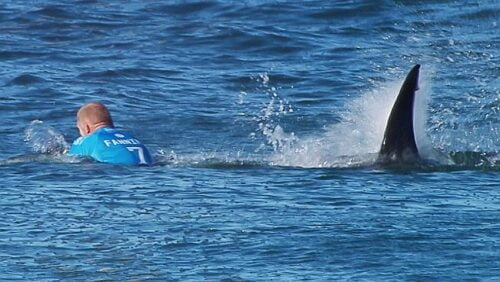 Le requin est l’animal le plus mortel pour l’être humain. Vrai ou faux ? 