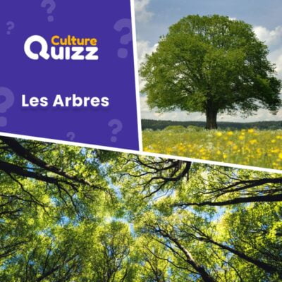Testez vos connaissances sur les différents arbres - Quiz nature