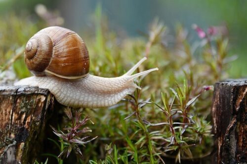 L’escargot est à la fois mâle et femelle. Vrai ou faux ? 