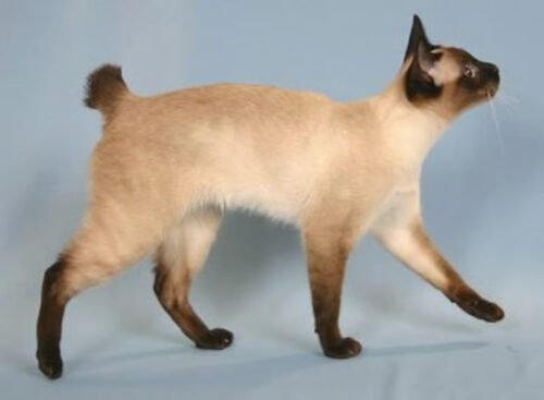 Le sphynx est une race de chat sans queue. Vrai ou faux ? 