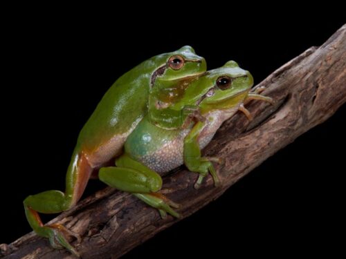 Le crapaud est le mâle de la grenouille. Vrai ou faux ? 