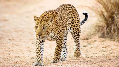 Le léopard est l’animal terrestre le plus rapide du monde. Vrai ou faux ? 