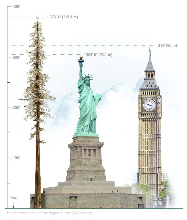 Quelle est la hauteur du plus grand arbre du monde, le sequoia californien nommé l’Hyperion ? 