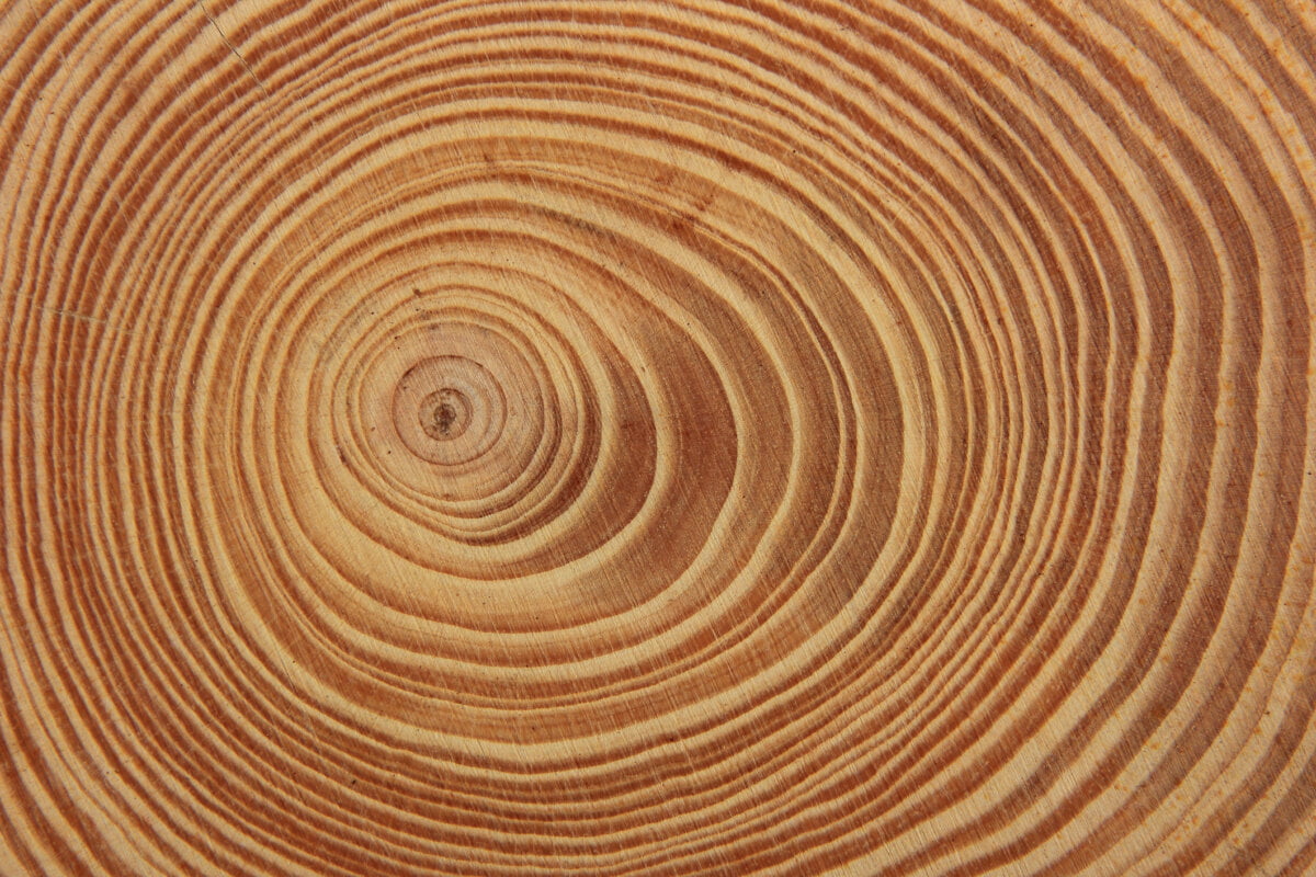 Comment appelle-t-on les anneaux concentriques sur les troncs des arbres coupés ? 