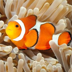 Le poisson-clown 