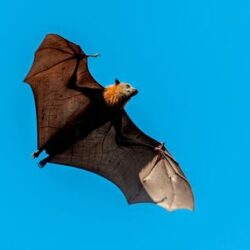 La chauve souris 