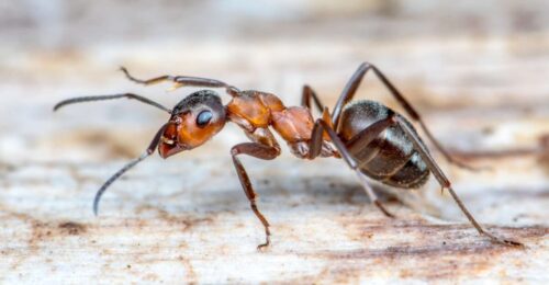 Quelle est la traduction de fourmi en anglais ? 