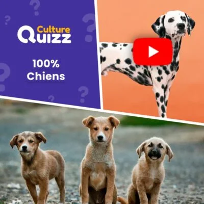 Quiz 100% chiens en vidéo : Test Animaux