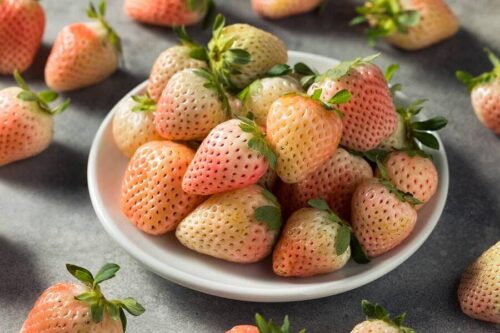 Quel est le goût généralement ressenti des fraises de variété fraise blanche ? 