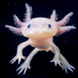 L’axolotl 