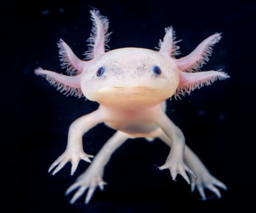 Quel est le nom de cet animal aquatique ? 