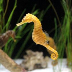 L’hippocampe 