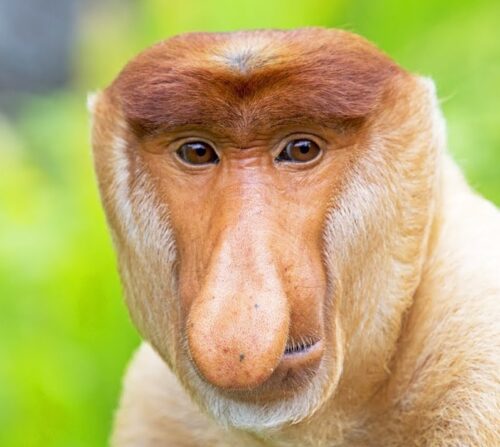 Quel est le nom de ce singe au gros nez ? 