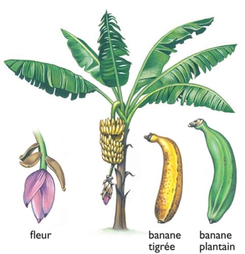 Le bananier