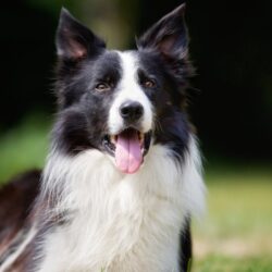 Le Border Collie 