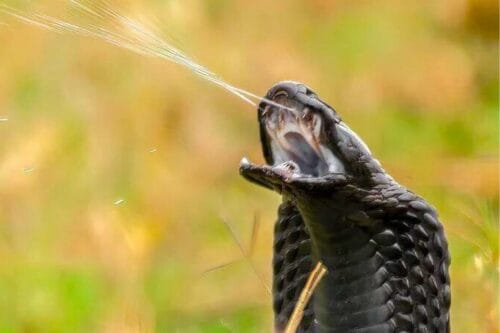 Laquelle de ces espèces de serpent est venimeuse ? 