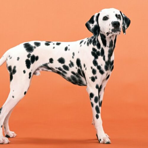 Le chien dalmatien doit son nom à une région nommée la Dalmatie. Vrai ou faux ? Chien de type Dalmatien