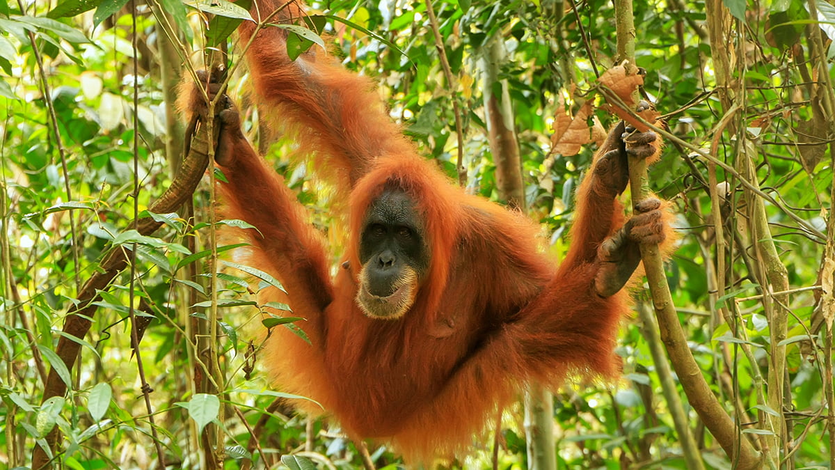 Quelle espèce de singe trouve-t-on tout particulièrement sur l'île de Bornéo en Indonésie ? 