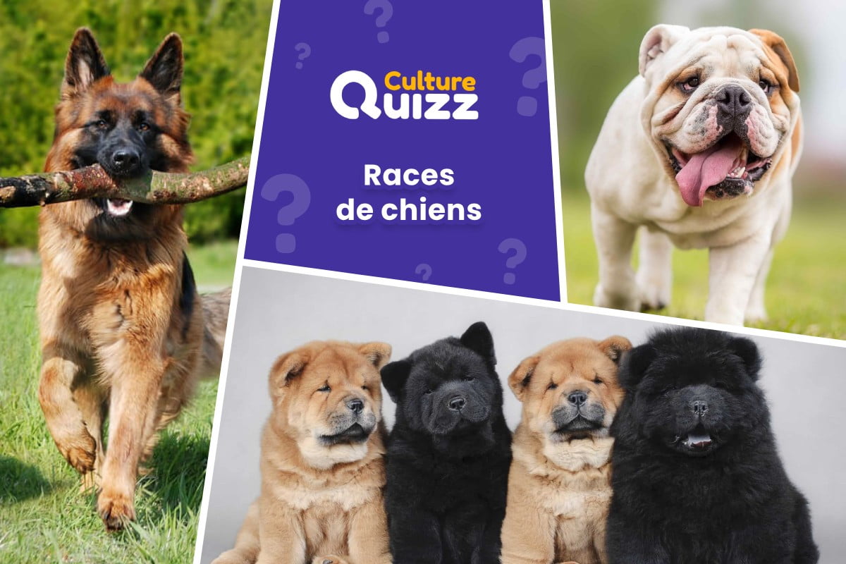 Quiz Identifiez les Races de Chiens #3 - Quiz spécial chiens pour identifiez les races de chiens