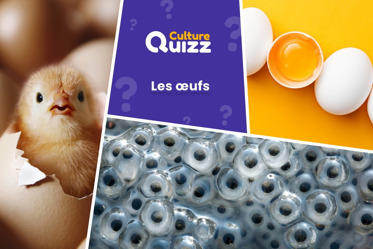 Quiz spécial sur les Œufs - Testez vos connaissances sur les œufs - Quiz animaux