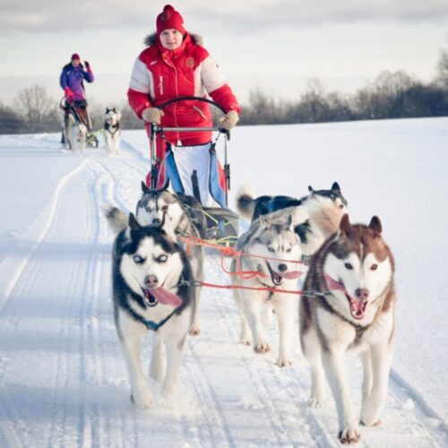 Quel est le nom donné à un conducteur de traîneau à neige tiré par un attelage de chiens ? Chiens de traineau
