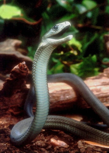 Quel serpent d’Afrique est considéré comme le serpent le plus dangereux au monde ? 