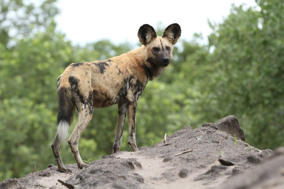 À quelle famille animale présente exclusivement en Afrique, le lycaon appartient-il ? 