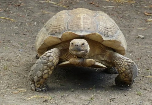La tortue d’Afrique (sillonnée) est la plus grosse tortue terrestre au monde. Vrai ou faux ? 