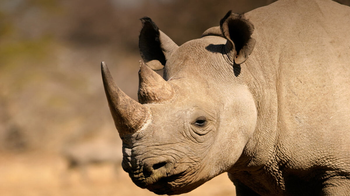 Combien de cornes les rhinocéros d’Afrique possèdent-ils ? 