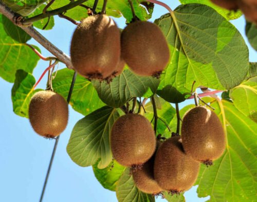 Quel est le nom de l'arbre sur lequel poussent les kiwis ? 